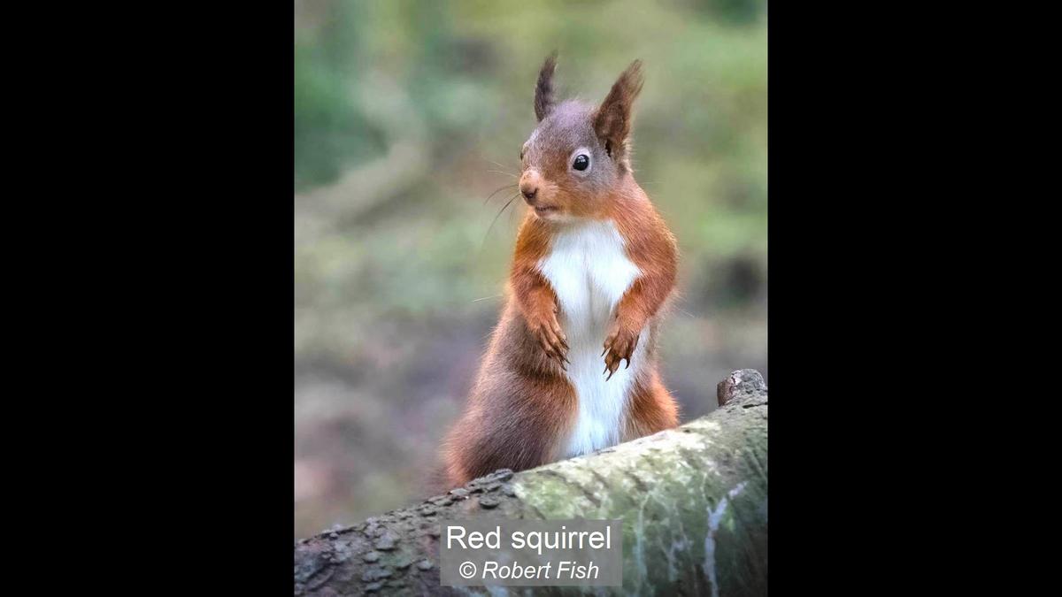 15_Red squirrel_Robert Fish